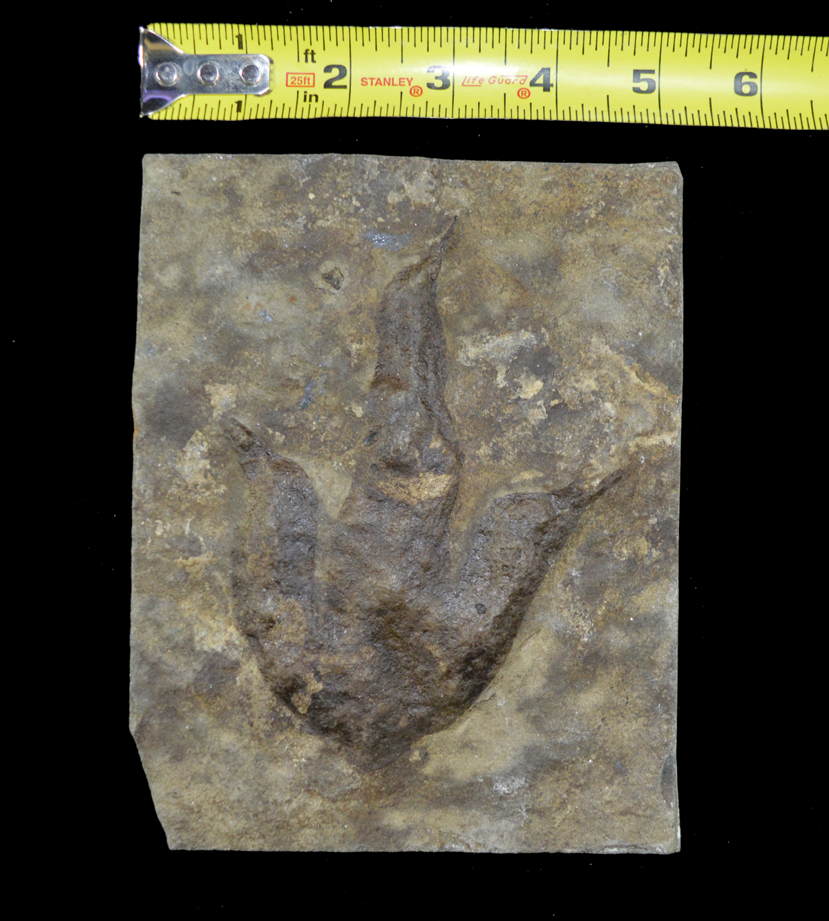fossil dinosaur footprint